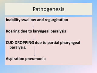 Pathogenesis
Inability swallow and regurgitation
Roaring due to laryngeal paralysis
CUD DROPPING due to partial pharyngeal
paralysis.
Aspiration pneumonia
 