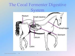 Small Animal Nutrition TM 4
The Cecal Fermenter Digestive
System
Esophagus
Stomach
Small intestine
Cecum
Colon
Rectum
 