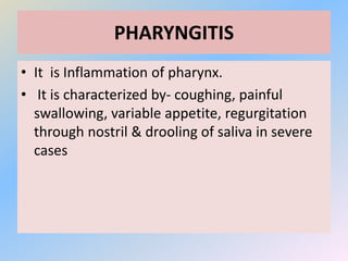 PHARYNGITIS
• It is Inflammation of pharynx.
• It is characterized by- coughing, painful
swallowing, variable appetite, regurgitation
through nostril & drooling of saliva in severe
cases
 