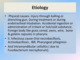 Etiology
• Physical causes- Injury through balling or
drenching gun, During treatment or during
endotracheal intubation. Accidental ingestion or
administration of irritant or hot/cold substance.
Foreign body like grass cereal, awns, wire, bone
& gelatin capsules in pharynx.
• II. Infectious cause-Oral necrobacillosis,
Actinobacillosis , IBR, Pharyngeal phlegmon
• And Intramandibular cellulitis ( due to
Fusobacterium necrophorum).
 