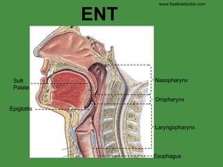 Nasopharynx Oropharynx Laryngopharynx Esophagus ENT www.freelivedoctor.com Soft Palate Epiglottis 