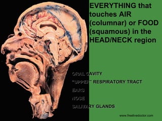 EVERYTHING that touches AIR (columnar) or FOOD (squamous) in the HEAD/NECK region ORAL CAVITY “ UPPER” RESPIRATORY TRACT EARS NOSE SALIVARY GLANDS www.freelivedoctor.com 