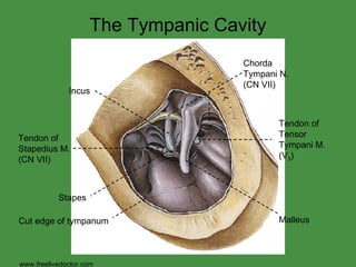 The Tympanic Cavity www.freelivedoctor.com Chorda Tympani N. (CN VII) Tendon of Tensor Tympani M. (V 3 ) Incus Tendon of Stapedius M. (CN VII)  Stapes Cut edge of tympanum Malleus 