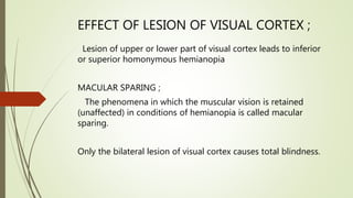 EFFECT OF LESION OF VISUAL CORTEX ;
Lesion of upper or lower part of visual cortex leads to inferior
or superior homonymous hemianopia
MACULAR SPARING ;
The phenomena in which the muscular vision is retained
(unaffected) in conditions of hemianopia is called macular
sparing.
Only the bilateral lesion of visual cortex causes total blindness.
 