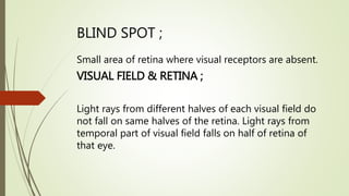 BLIND SPOT ;
Small area of retina where visual receptors are absent.
VISUAL FIELD & RETINA ;
Light rays from different halves of each visual field do
not fall on same halves of the retina. Light rays from
temporal part of visual field falls on half of retina of
that eye.
 