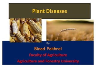 Plant Diseases
By
Binod Pokhrel
Faculty of Agriculture
Agriculture and Forestry University
 