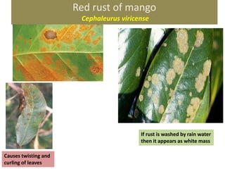 Diseases of field crops and etiology | PPTX