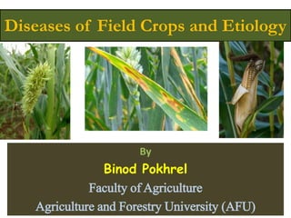Diseases of Field Crops and Etiology
By
Binod Pokhrel
Faculty of Agriculture
Agriculture and Forestry University (AFU)
 