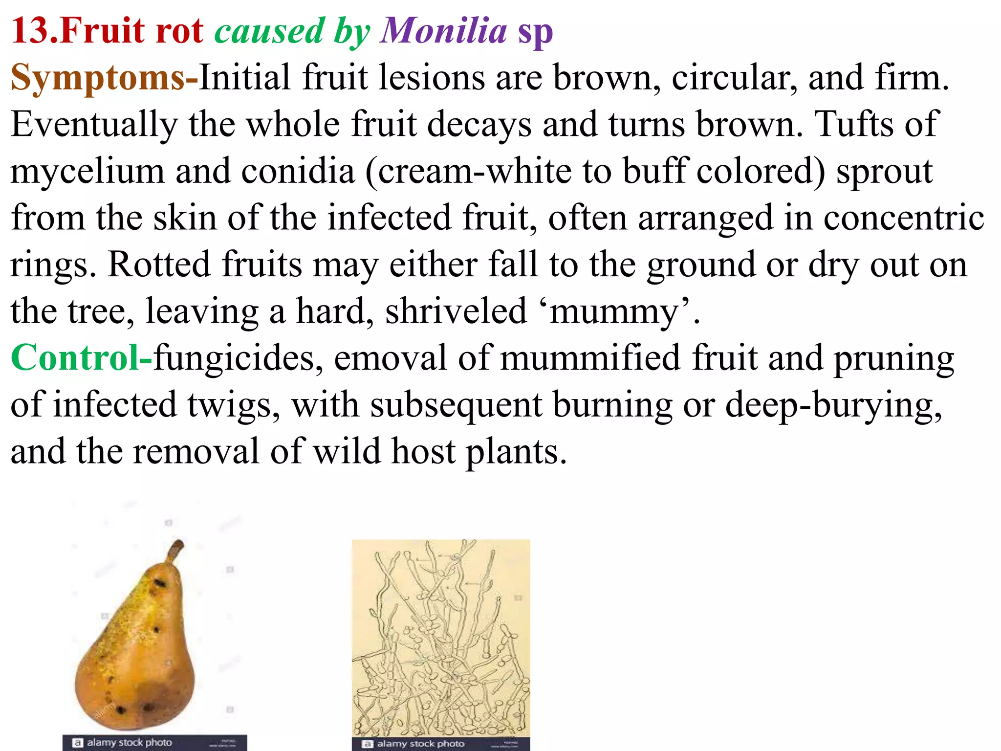 Fungal diseases of fruit crops- papaya | PPTX