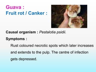Diseases of fruits | PPTX