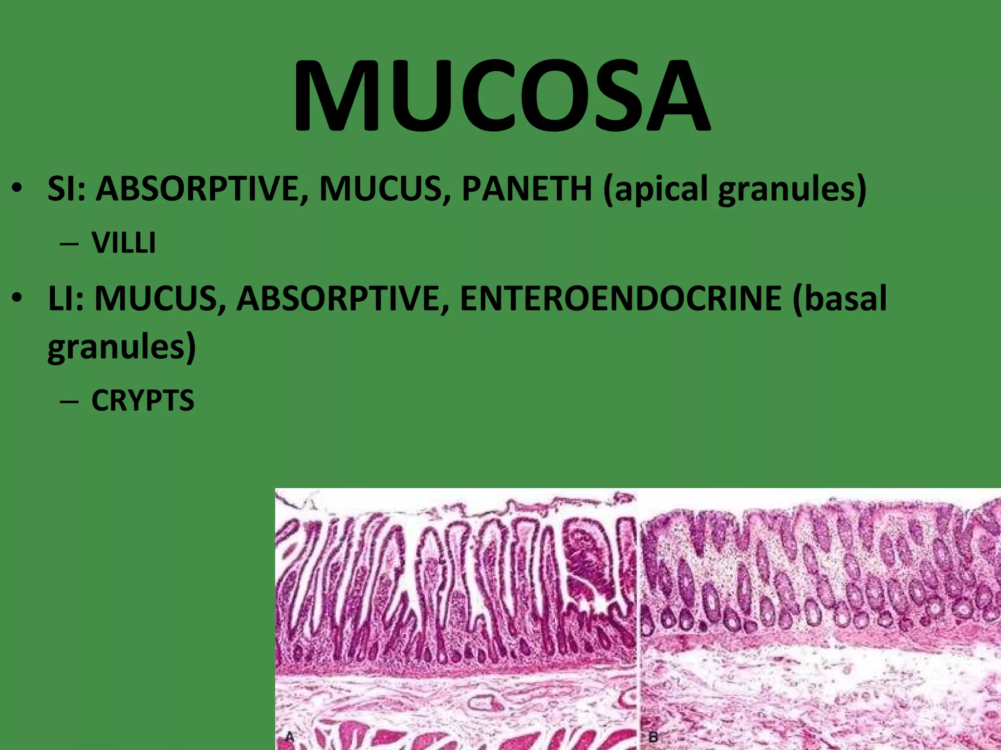 MUCOSA SI: ABSORPTIVE, MUCUS, PANETH (apical granules) VILLI LI: MUCUS, ABSORPTIVE, ENTEROENDOCRINE (basal granules) CRYPTS 