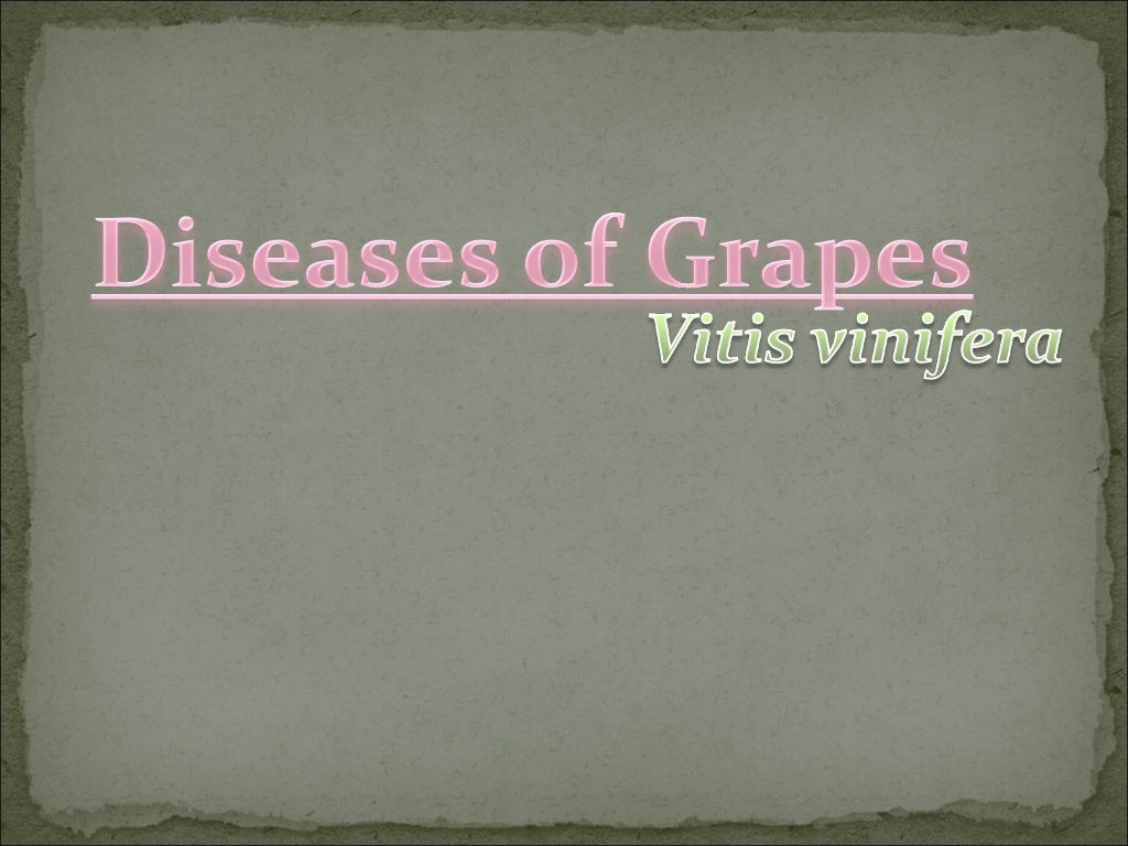 Diseases of grapes