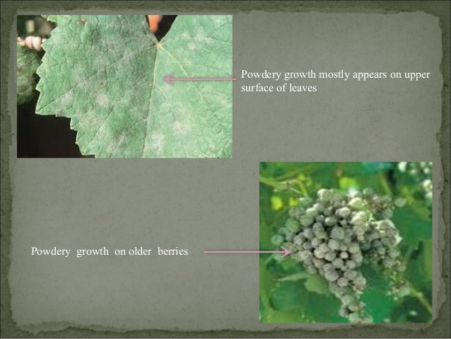 The Protective Properties of Grapes Against Various Diseases