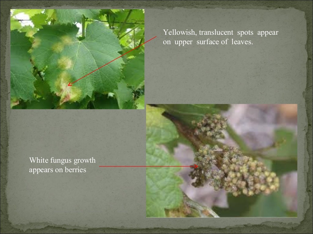 Diseases of grapes