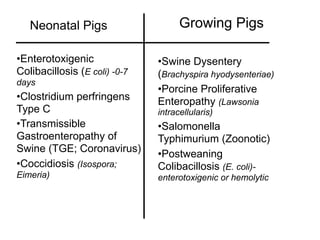 Neonatal Pigs                     Growing Pigs

•Enterotoxigenic               •Swine Dysentery
Colibacillosis (E coli) -0-7   (Brachyspira hyodysenteriae)
days
                               •Porcine Proliferative
•Clostridium perfringens       Enteropathy (Lawsonia
Type C                         intracellularis)
•Transmissible                 •Salomonella
Gastroenteropathy of           Typhimurium (Zoonotic)
Swine (TGE; Coronavirus)       •Postweaning
•Coccidiosis (Isospora;        Colibacillosis (E. coli)-
Eimeria)                       enterotoxigenic or hemolytic
 