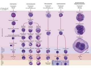 Diseases of Haemopoietic, and Lymphatic systems Part-I | PPTX