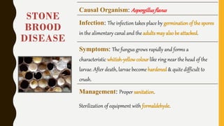 DISEASES OF HONEYBEE.pdf