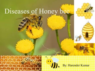 By: Harender Kumar
Diseases of Honey bee
 
