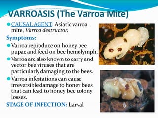 diseases of honey bees.pptx
