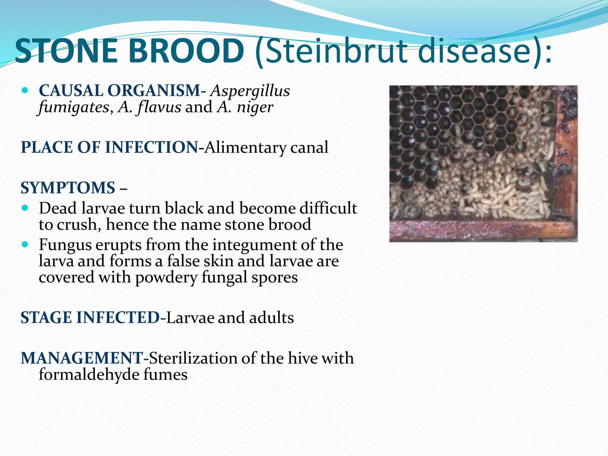 Diseases of honey bees ppt | PPTX
