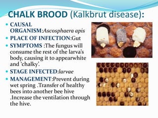 Diseases of honey bees ppt | PPTX