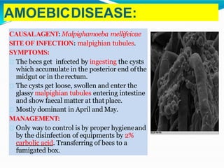 AMOEBICDISEASE:
CAUSALAGENT: Malpighamoeba mellifeicae
SITE OF INFECTION: malpighian tubules.
SYMPTOMS:
The bees get infected by ingesting the cysts
which accumulate in the posterior end ofthe
midgut or in therectum.
The cysts get loose, swollen and enter the
glassy malpighian tubules entering intestine
and show faecal matter at thatplace.
Mostly dominant in April and May.
MANAGEMENT:
Only way to control is by proper hygieneand
by the disinfection of equipments by 2%
carbolic acid. Transferring of bees to a
fumigated box.
 