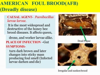 AMERICAN FOUL BROOD(AFB)
(Dreadly disease)
CAUSAL AGENT- Paenibacillus
larvae larvae.
It is the most widespread and
destructive of the honey bee
brood diseases. It affects queen,
drone, and worker larvae alike.
PLACEOF INFECTION –Gut
SYMPTOMS-
turn dark brown and later
changes into sticky mass
producing foul smell (Infected
larvae darken and die)
Dead Pupae
Irregular and sunkenbrood
 