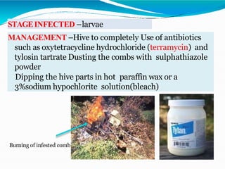 STAGEINFECTED –larvae
MANAGEMENT –Hive to completely Use of antibiotics
such as oxytetracycline hydrochloride (terramycin) and
tylosin tartrate Dusting the combs with sulphathiazole
powder
Dipping the hive parts in hot paraffin wax or a
3%sodium hypochlorite solution(bleach)
Burning of infested comb
 
