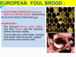 EUROPEAN FOUL BROOD :
CAUSALORGANISM-Melissococcus
plutonius, Bacillus pluton (bacterium)
PLACEOF INFECTION-Mid-gut
SYMPTOMS –
The diseased larvae turns yellow
and then brown and the tracheal
system becomes visible.
Larvae dies in a coiled stage causing
foul smell. Cells are poorly capped
and mixed with normal cells.
 