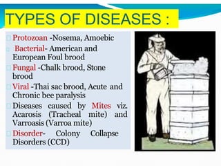 TYPES OF DISEASES :
Protozoan -Nosema, Amoebic
Bacterial- American and
European Foul brood
Fungal -Chalk brood, Stone
brood
Viral -Thai sac brood, Acute and
Chronic bee paralysis
Diseases caused by Mites viz.
Acarosis (Tracheal mite) and
Varroasis (Varroa mite)
Disorder- Colony Collapse
Disorders (CCD)
 
