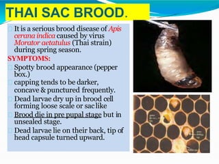 THAI SAC BROOD.
It is a serious brood disease of Apis
ceranaindica caused by virus
Morator aetatulus (Thai strain)
during spring season.
SYMPTOMS:
Spotty brood appearance (pepper
box.)
capping tends to be darker,
concave & punctured frequently.
Dead larvae dry up in brood cell
forming loose scale or saclike
Brood die in pre pupal stage but in
unsealed stage.
Dead larvae lie on their back, tip of
head capsule turned upward.
 