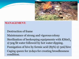 MANAGEMENT:
Destruction of frame
Maintenance of strong and vigorouscolony
Sterilisation of beekeeping equipments with KMnO4
@50g/lit water followed by hot water dipping.
Fumigation of hive by formic acid (85%) @ 5ml/hive
Caging queen for 21days for creating broodlessness
condition.
 