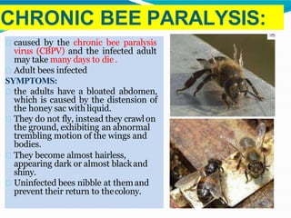 CHRONIC BEE PARALYSIS:
caused by the chronic bee paralysis
virus (CBPV) and the infected adult
may take many days to die.
Adult bees infected
SYMPTOMS:
the adults have a bloated abdomen,
which is caused by the distension of
the honey sac with liquid.
They do not fly, instead they crawlon
the ground, exhibiting an abnormal
trembling motion of the wings and
bodies.
They become almost hairless,
appearing dark or almost blackand
shiny.
Uninfected bees nibble at themand
prevent their return to thecolony.
 