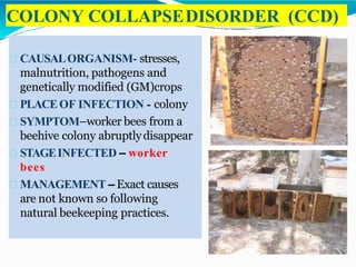 COLONY COLLAPSEDISORDER (CCD)
CAUSALORGANISM- stresses,
malnutrition, pathogens and
genetically modified (GM)crops
PLACEOF INFECTION - colony
SYMPTOM–worker bees from a
beehive colony abruptlydisappear
STAGEINFECTED – worker
bees
MANAGEMENT – Exact causes
are not known so following
natural beekeeping practices.
 