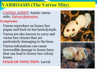 Diseases of honey bees | PPTX