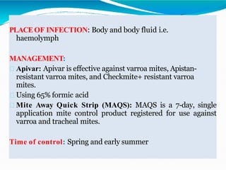 PLACEOF INFECTION: Body and body fluid i.e.
haemolymph
MANAGEMENT:
Apivar: Apivar is effective against varroa mites, Apistan-
resistant varroa mites, and Checkmite+ resistant varroa
mites.
Using 65% formic acid
Mite Away Quick Strip (MAQS): MAQS is a 7-day, single
application mite control product registered for use against
varroa and tracheal mites.
Time of control: Spring and early summer
 