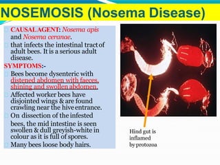 NOSEMOSIS (Nosema Disease)
CAUSALAGENT: Nosema apis
and Nosema ceranae.
that infects the intestinal tractof
adult bees. It is a serious adult
disease.
SYMPTOMS:-
Bees become dysenteric with
distened abdomen with faeces,
shining and swollen abdomen.
Affected worker bees have
disjointed wings & are found
crawling near the hiveentrance.
On dissection of the infested
bees, the mid intestine is seen
swollen & dull greyish-white in
colour as it is full of spores.
Many bees loose body hairs.
Hind gut is
inflamed
byprotozoa
 