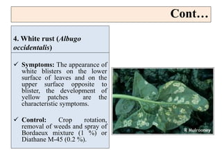 4. White rust (Albugo
occidentalis)
 Symptoms: The appearance of
white blisters on the lower
surface of leaves and on the
upper surface opposite to
blister, the development of
yellow patches are the
characteristic symptoms.
 Control: Crop rotation,
removal of weeds and spray of
Bordaeux mixture (1 %) or
Diathane M-45 (0.2 %).
Cont…
 