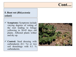 5. Root rot (Rhizoctonia
solani)
 Symptoms: Symptoms include
varying degrees of rotting of
the root leading to foliage
yellowing in 30-45 days old
plants. Affected plants wither
and dry up.
 Control: Seed dressing with
carbendazim (0.1 %) or two
soil drenchings with 0.1 %
carbendazim.
Cont…
 
