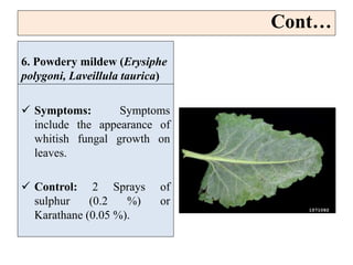 6. Powdery mildew (Erysiphe
polygoni, Laveillula taurica)
 Symptoms: Symptoms
include the appearance of
whitish fungal growth on
leaves.
 Control: 2 Sprays of
sulphur (0.2 %) or
Karathane (0.05 %).
Cont…
 