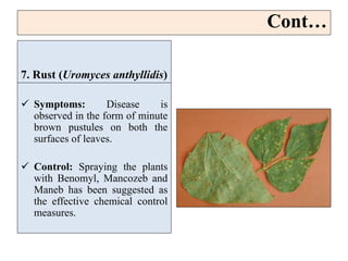 7. Rust (Uromyces anthyllidis)
 Symptoms: Disease is
observed in the form of minute
brown pustules on both the
surfaces of leaves.
 Control: Spraying the plants
with Benomyl, Mancozeb and
Maneb has been suggested as
the effective chemical control
measures.
Cont…
 