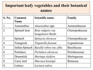 Important leafy vegetables and their botanical
names
S. No. Common
Name
Scientific name Family
1 Amaranthus Amaranthus spp. Amaranthaceae
2 Spinach beet Beta vulgaris var.
bengalensis Roxb.
Chenopodiaceae
3 Spinach Spinacia oleracea Chenopodiaceae
4 Fenugreek Trigonella foenum Leguminosae
5 Indian Spinach Basella rubra var. alba Basellaceae
6 Portulaca Portulaca oleracea Portulacaceae
7 Drumstick Moringa oleifera Moringaceae
8 Curry leaf Murraya koenigii Rutaceae
9. Lettuce Lactuca sativa
 