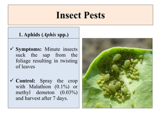 Insect Pests
1. Aphids (Aphis spp.)
 Symptoms: Minute insects
suck the sap from the
foliage resulting in twisting
of leaves
 Control: Spray the crop
with Malathion (0.1%) or
methyl demeton (0.03%)
and harvest after 7 days.
 