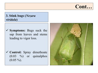 Cont…
3. Stink bugs (Nezara
viridula)
 Symptoms: Bugs suck the
sap from leaves and stems
leading to vigor loss.
 Control: Spray dimethoate
(0.03 %) or quinalphos
(0.05 %).
 