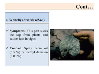 Cont…
4. Whitefly (Bemisia tabaci)
 Symptoms: This pest sucks
the sap from plants and
causes loss in vigor.
 Control: Spray neem oil
(0.5 %) or methyl demeton
(0.03 %).
 