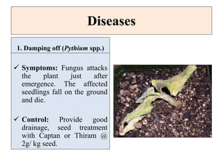 Diseases
1. Damping off (Pythium spp.)
 Symptoms: Fungus attacks
the plant just after
emergence. The affected
seedlings fall on the ground
and die.
 Control: Provide good
drainage, seed treatment
with Captan or Thiram @
2g/ kg seed.
 