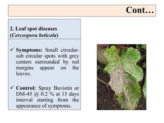 2. Leaf spot diseases
(Cercospora beticola)
 Symptoms: Small circular-
sub circular spots with grey
centers surrounded by red
margins appear on the
leaves.
 Control: Spray Bavistin or
DM-45 @ 0.2 % at 15 days
interval starting from the
appearance of symptoms.
Cont…
 