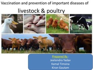 .
Vaccination and prevention of important diseases of
livestock & poultry
Prepared By :
Jeetendra Yadav
Kamal Timsina
Kiran Gautam
 