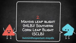 2.
Maydis leaf blight
(MLB)/ Southern
Corn Leaf Blight
(SCLB)
helminthosporium maydis
 