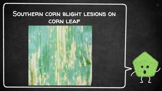 Southern corn blight lesions on
corn leaf
11
 